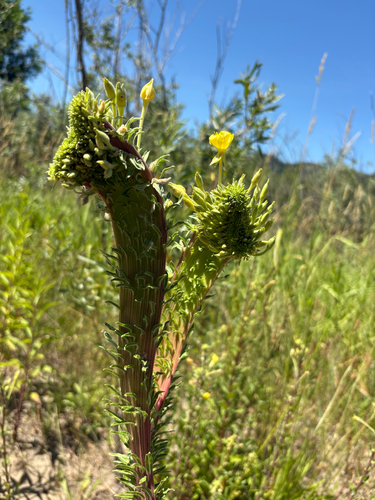 Oenothera villosa iNat (3)