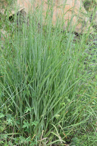 Glyceria leptolepis iNat (1)