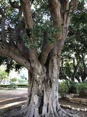 Ficus