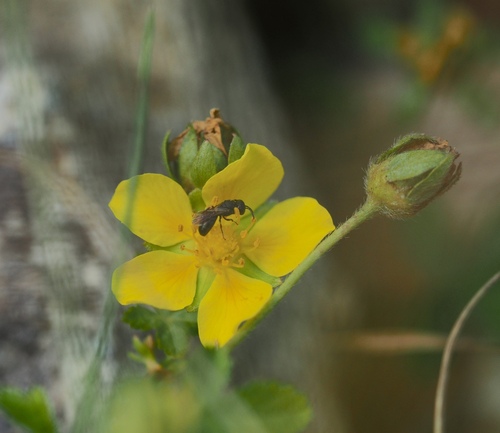 Short-horned Yellow-face Bee