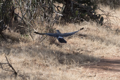 Melierax poliopterus