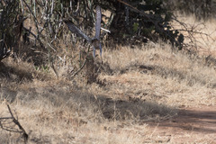 Melierax poliopterus