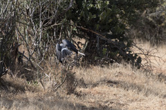 Melierax poliopterus