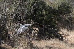 Melierax poliopterus