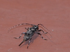 Graphisurus fasciatus