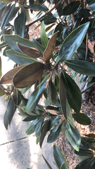 Magnolia grandiflora