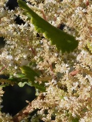 Tetradenia