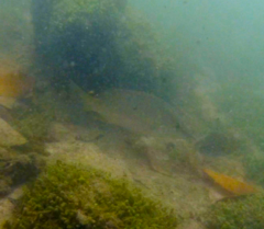 Lutjanus argentiventris