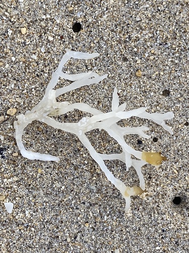 Gracilaria salicornia