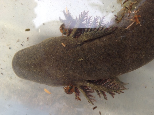 Western Lesser Siren