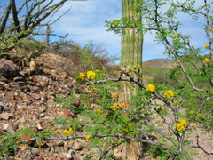 Vachellia pacensis