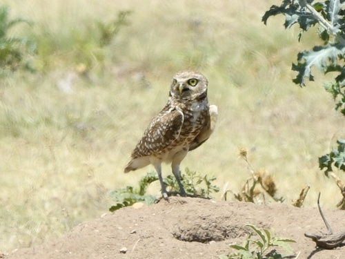 Burrowing Owl