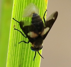 Chrysops caecutiens