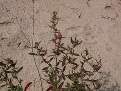 Crocanthemum bicknellii