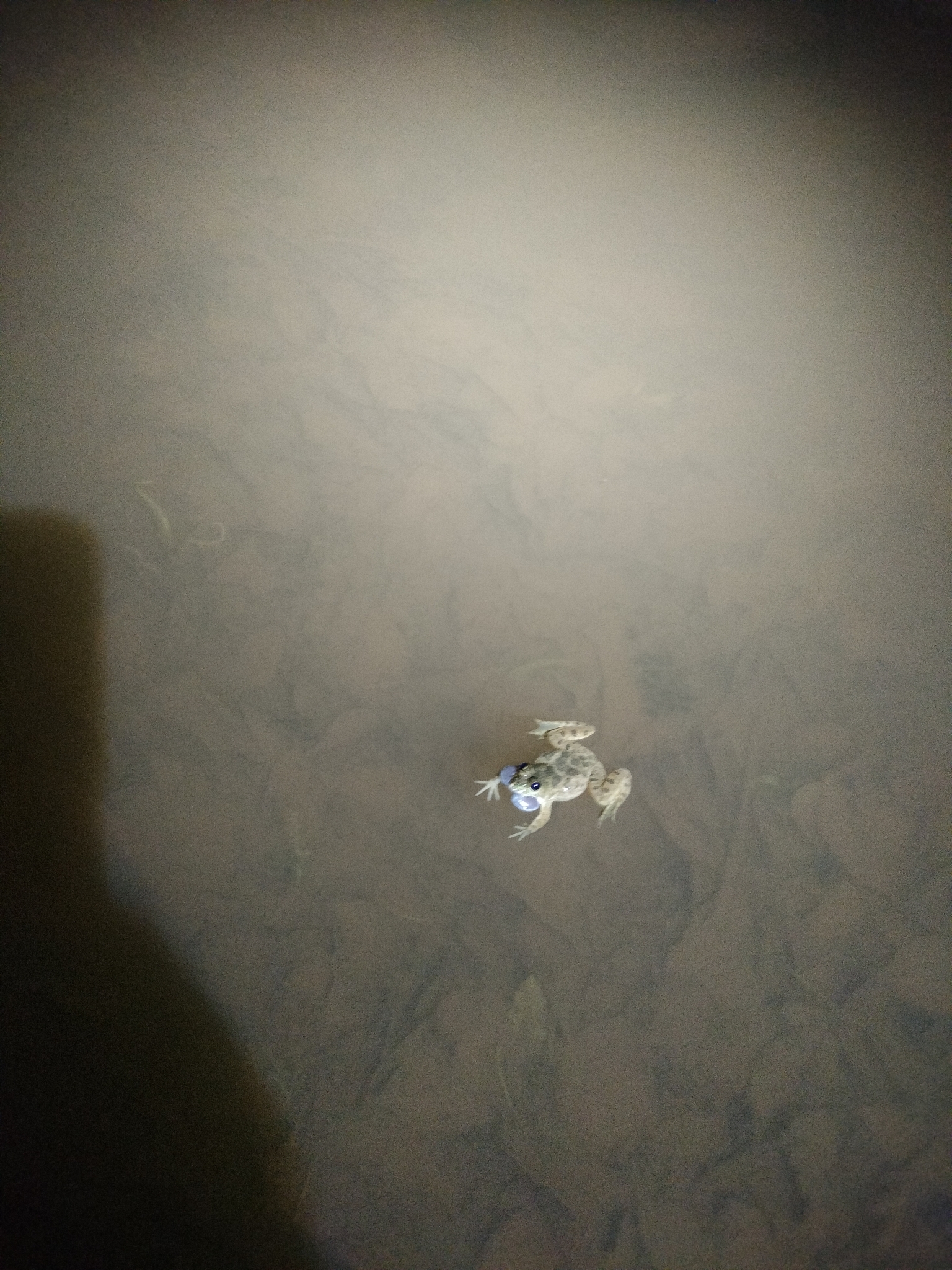 Jaladhara Skipper Frog