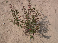 Crocanthemum bicknellii