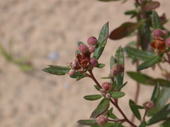 Crocanthemum bicknellii