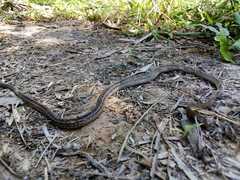 Dendrophidion bivittatus