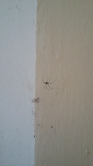 Arachnida
