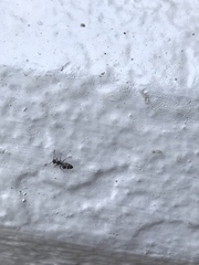Colobopsis