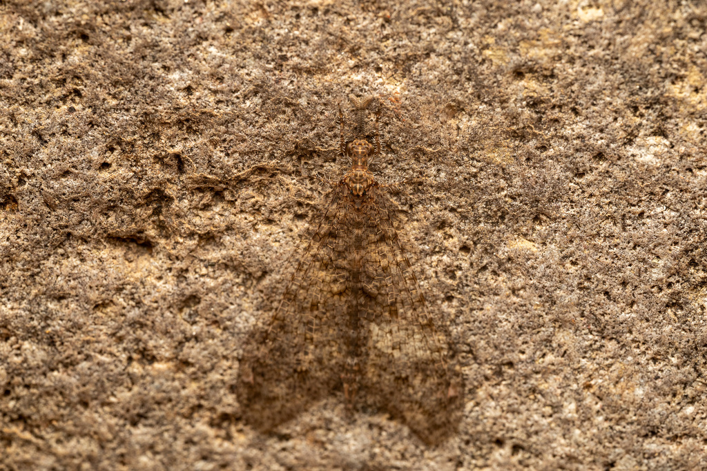 Chaetoleon tripunctatus