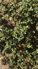 Portulaca oleracea