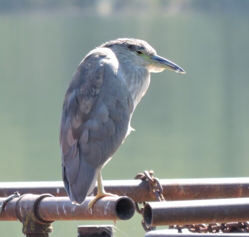 Black-crowned Night Heron photographed in Alaska