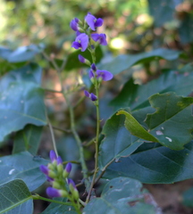 Hardenbergia