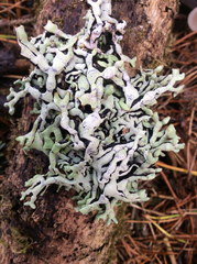 Hypogymnia enteromorpha