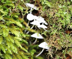Hemimycena lactea