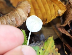 Hemimycena lactea