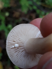 Lactarius vietus