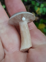 Lactarius vietus