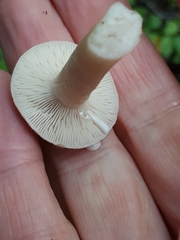 Lactarius vietus