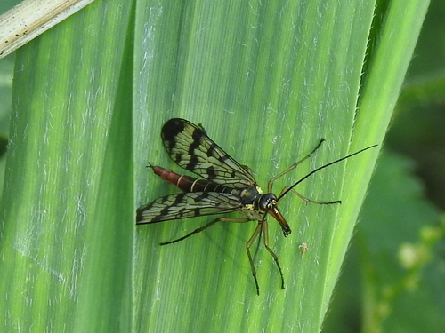 Meadow Scorpionfly, Zeewolde, Netherlands, photo 7 of 10