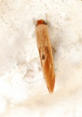 Tinea semifulvella
