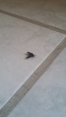 Diptera