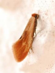 Tinea semifulvella