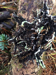 Hypogymnia enteromorpha