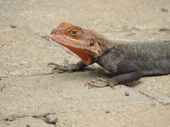 Agama