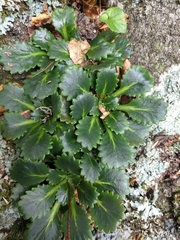 Saxifraga spathularis