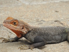 Agama