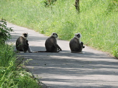Semnopithecus schistaceus