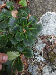 Saxifraga spathularis