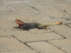 Agama
