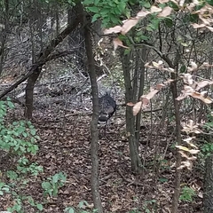 Meleagris gallopavo intermedia