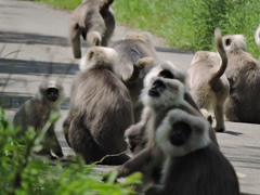 Semnopithecus schistaceus