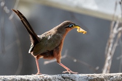 Morococcyx erythropygus