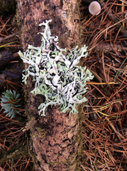 Hypogymnia enteromorpha