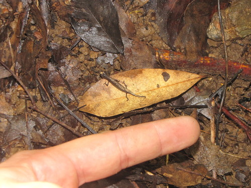 Minute Leaf Chameleon